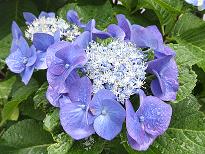 ３Ｄ画像のアジサイ