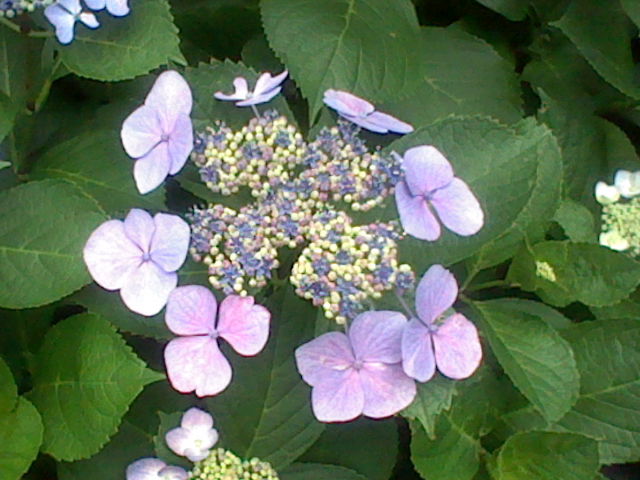 ３Ｄ画像のアジサイ