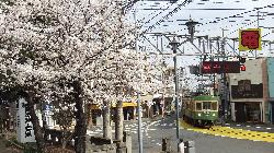 ３Ｄ画像で撮った江ノ電の桜