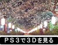 ３Ｄカメラで撮った３Ｄ画像の鎌倉の夜桜