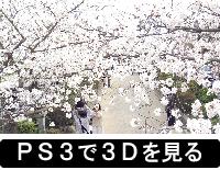 ３Ｄカメラで撮った３Ｄ画像の鎌倉の桜