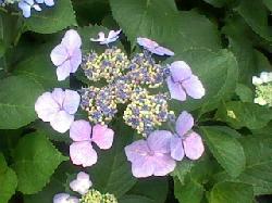 ３Ｄ写真の鎌倉のあじさい